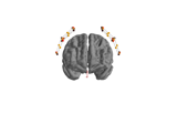 Preprocessing functional near-infrared spectroscopy (fNIRS) data