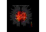 Compute mixed source space connectivity and visualize it using a circular graph