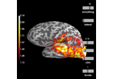 Compute source power estimate by projecting the covariance with MNE