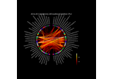 Compute source space connectivity and visualize it using a circular graph