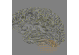 Generate a left cerebellum volume source space