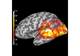 Compute source power estimate by projecting the covariance with MNE