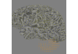 Generate a left cerebellum volume source space