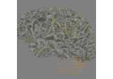 Generate a left cerebellum volume source space