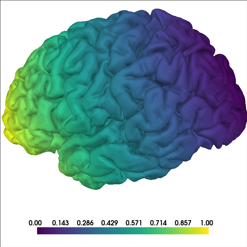 brain
