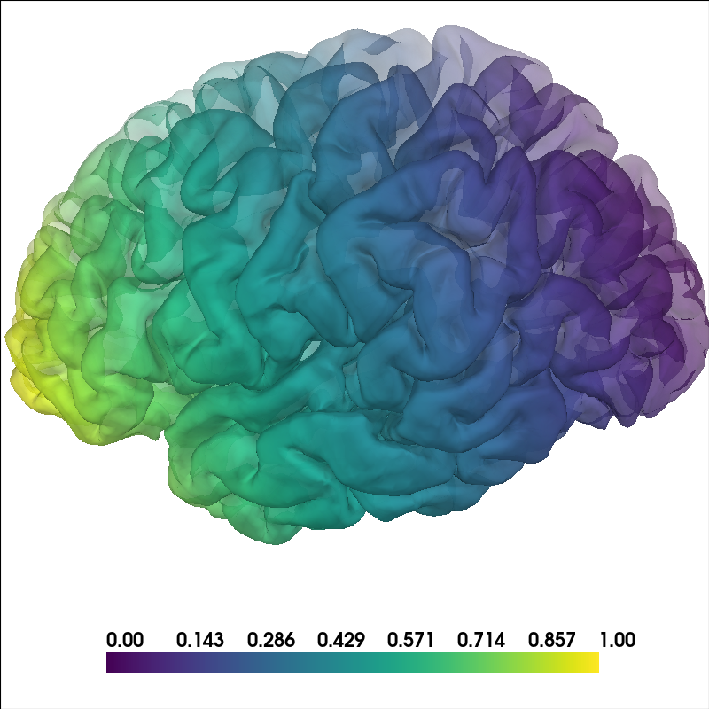 brain
