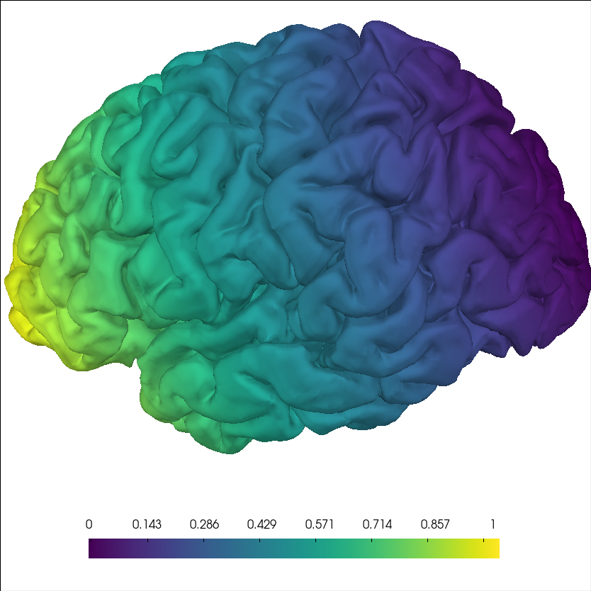brain